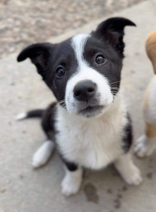 Photo of Sweets, adoptable Terrier in Bemidji, Minnesota