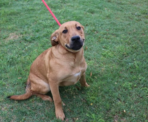 Photo of Hurley, adoptable Labrador Retriever in Pflugerville, Texas