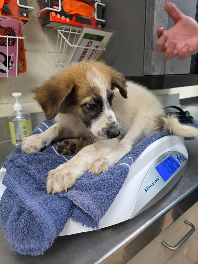 Photo of Casper, adoptable Australian Shepherd in Nacogdoches, Texas