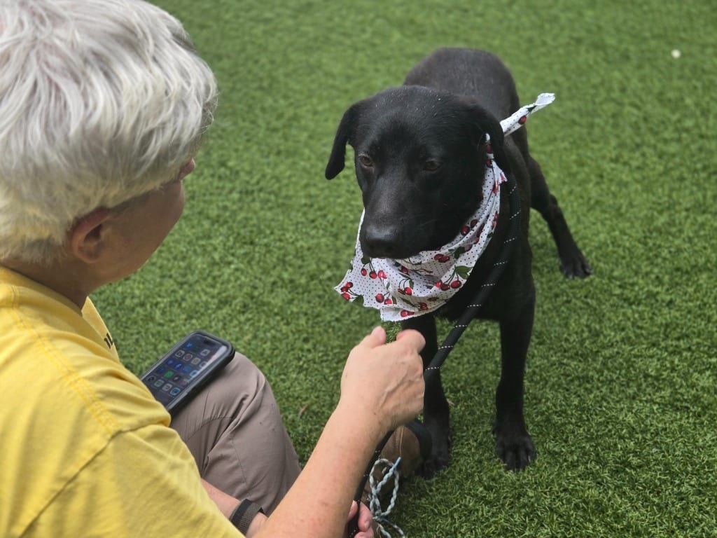 Photo of Dewdrop (Dx3), adoptable Shepherd in Hartsville, South Carolina