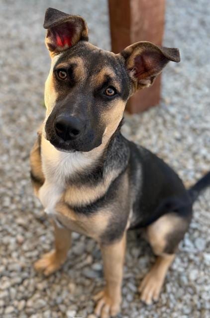 Photo of Bruno, adoptable German Shepherd Dog in Santa Cruz, California