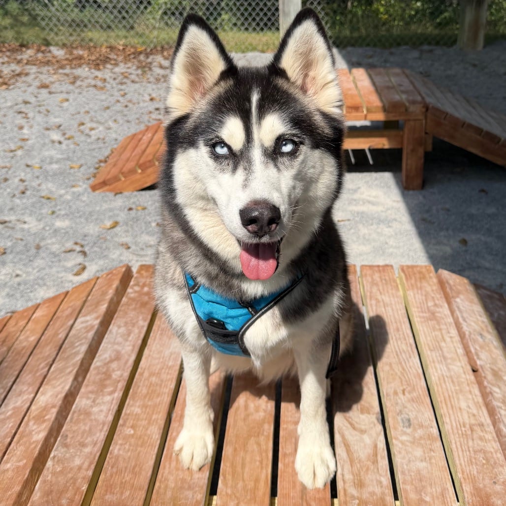 Photo of Indigo, adoptable Husky, Siberian in Staunton, Virginia