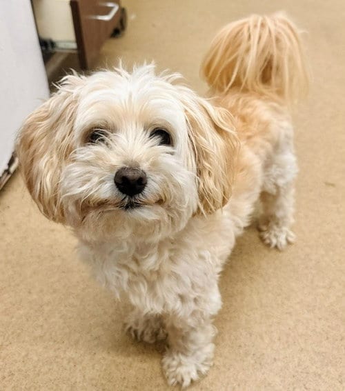 Photo of Hamlin, adoptable Maltese in Derwood, Maryland