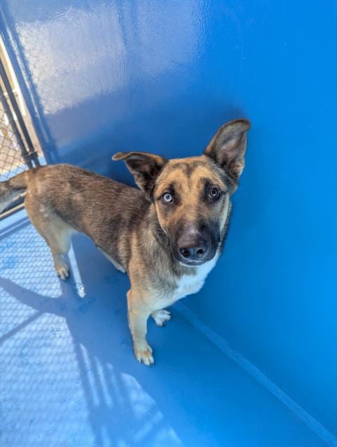 Photo of Peaches, adoptable German Shepherd Dog in Bakersfield, California
