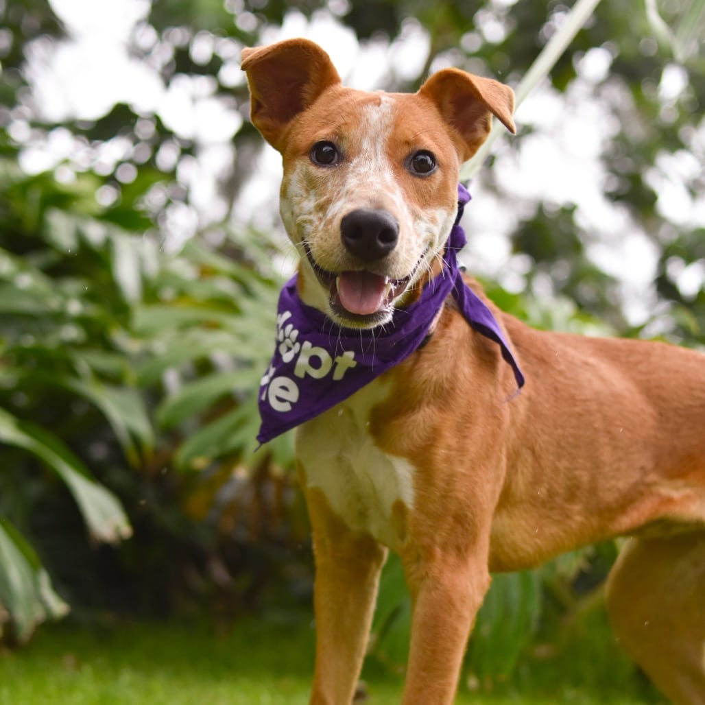 Photo of Scarlet, adoptable Mixed Breed (Medium)