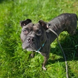 Photo of Nila, adoptable Mixed Breed (Medium) in Syracuse, New York