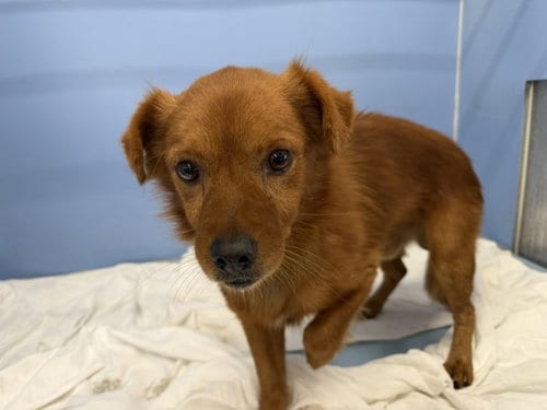 Photo of August James, adoptable Chihuahua in San Bernardino, California
