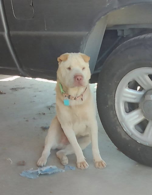 Photo of Simon, adoptable Chinese Shar-Pei in Tucson, Arizona