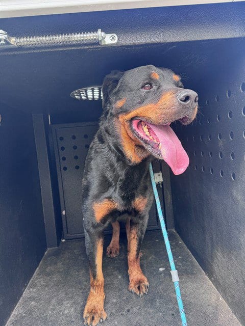 Photo of A888014, adoptable Rottweiler in Camarillo, California
