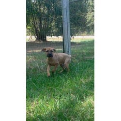 Photo of Kimbo, adoptable Hound (Unknown Type) in Medfield, Massachusetts