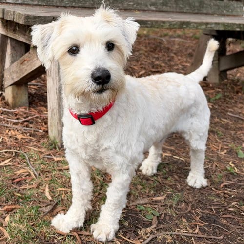 Photo of Junior Walker, adoptable Poodle (Miniature) in Oakland, California
