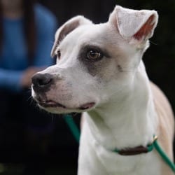Photo of Evangeline 8205, adoptable Jack Russell Terrier Mixed Breed (Small) in Loxahatchee, Florida
