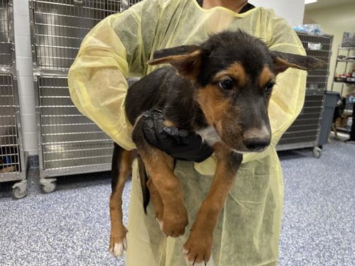 Photo of A1935707, adoptable German Shepherd Dog in Thousand Palms, California