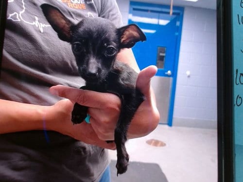 Photo of Nyx, adoptable Chihuahua in Albuquerque, New Mexico