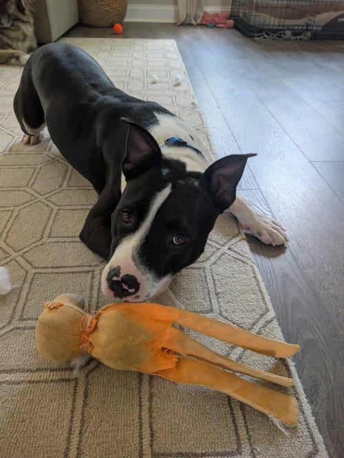 Photo of Hank, adoptable American Staffordshire Terrier in Nashville, Tennessee