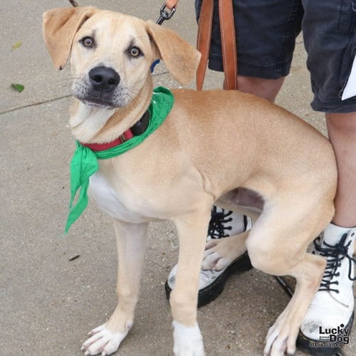Photo of Sam, adoptable Labrador Retriever in Washington, District of Columbia