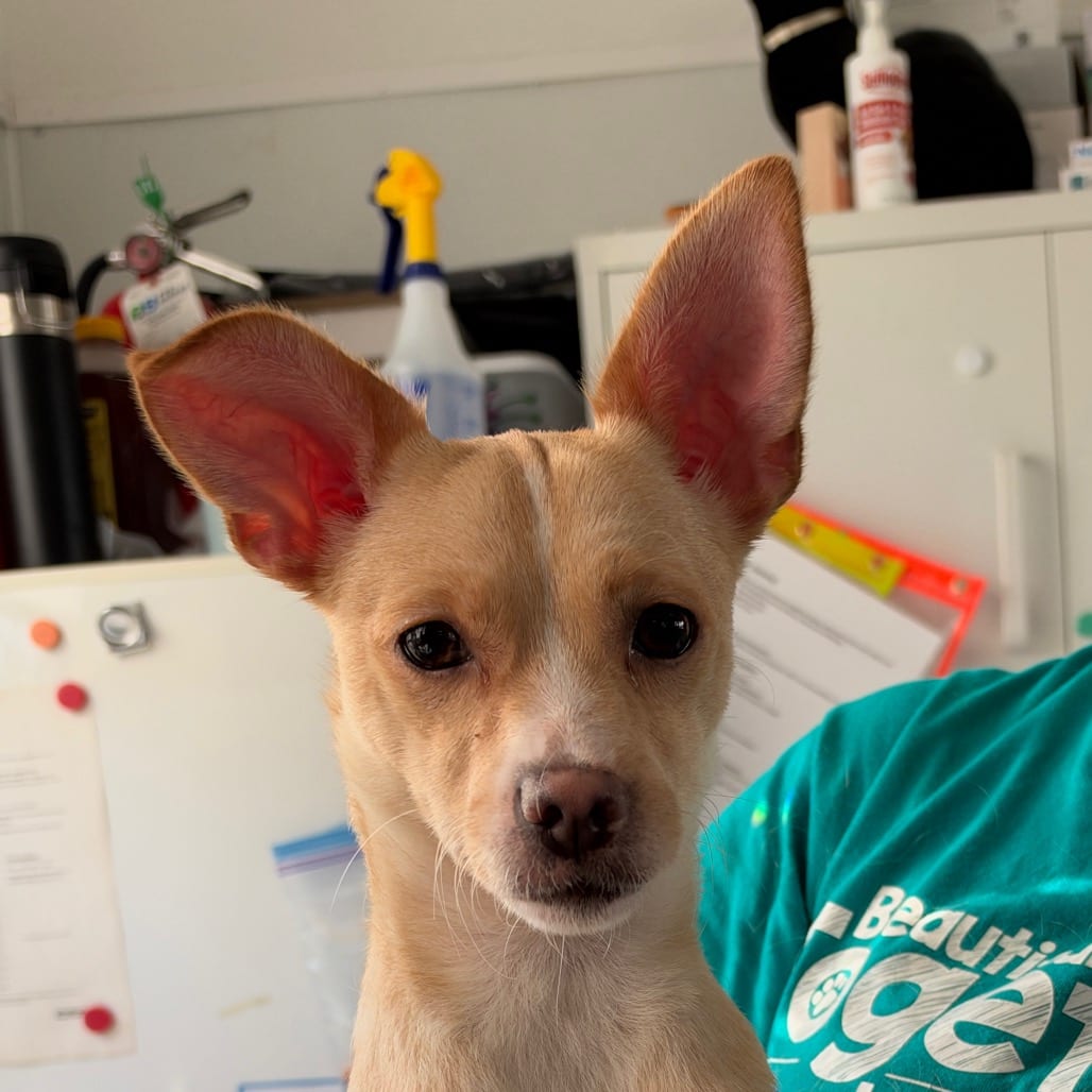 Photo of Summer, adoptable Chihuahua / Mix in Chapel Hill, North Carolina