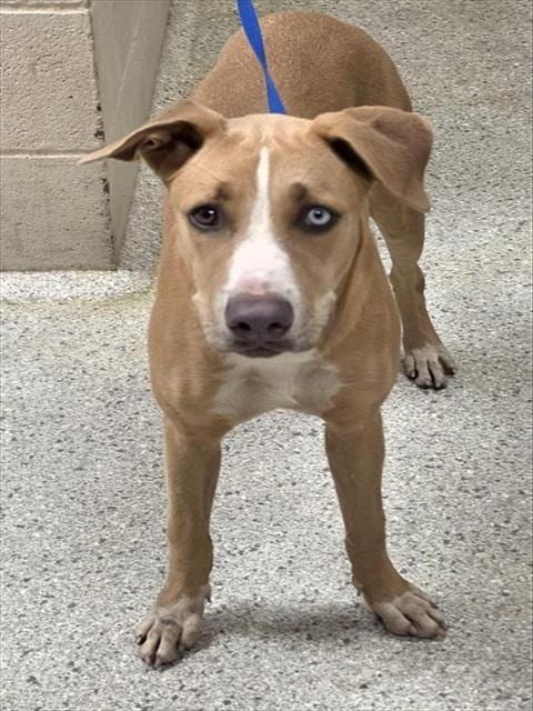 Photo of Alanis, adoptable Labrador Retriever in Conroe, Texas