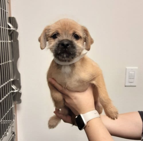 Photo of Peter, adoptable Unknown breed in Rancho Santa Fe, California