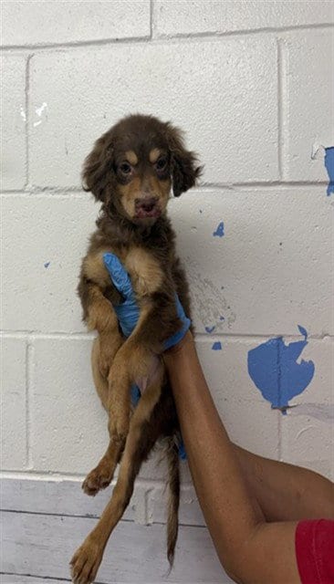 Photo of Jenny, adoptable Chihuahua in San Bernardino, California