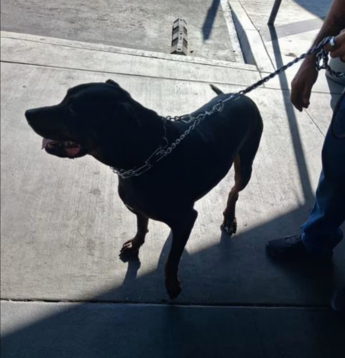 Photo of Bruno, adoptable Doberman Pinscher in Los Angeles, California