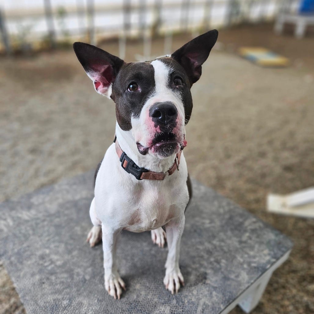 Photo of Nala, adoptable Mixed Breed (Large) / Terrier in Middletown, New York