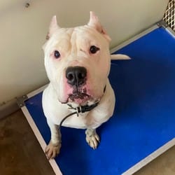 Photo of Cain, adoptable American Pit Bull Terrier in Stephenville, Texas