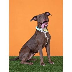 Photo of Canela, adoptable Terrier (Unknown Type, Medium) in Doral, Florida