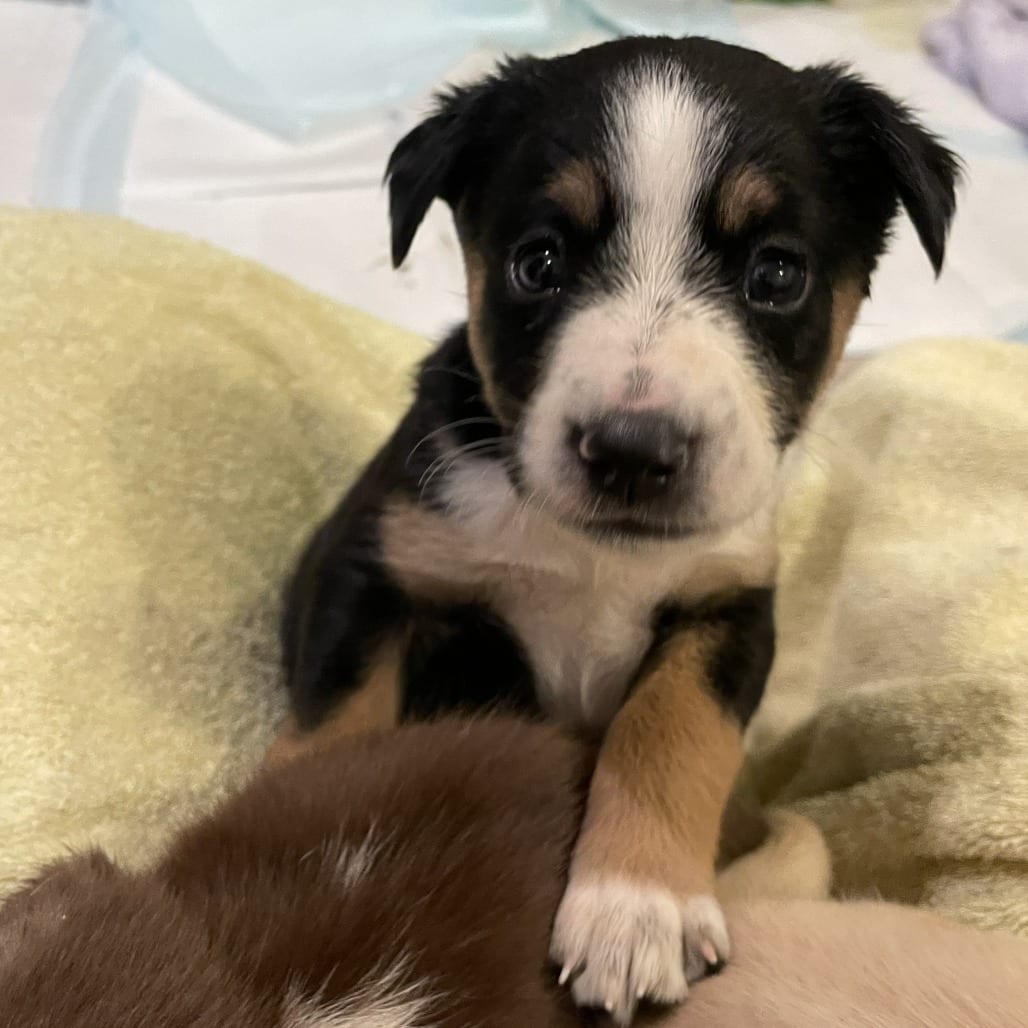 Photo of Razzle Dazzle (Razz), adoptable Mixed Breed (Medium) in Fairfax Station, Virginia