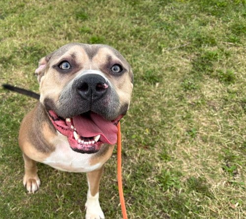 Photo of Tuff, adoptable American Pit Bull Terrier in Albuquerque, New Mexico