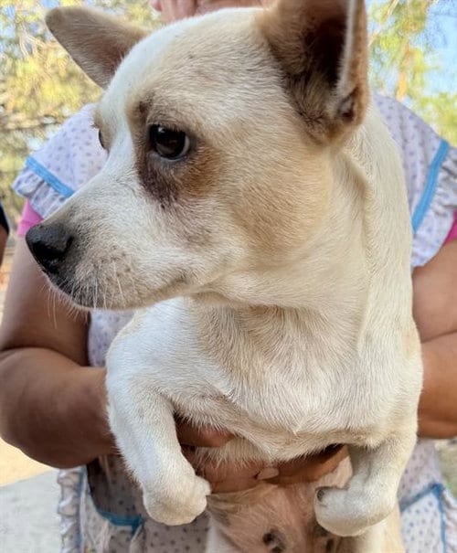 Photo of A825452, adoptable Chihuahua in San Antonio, Texas