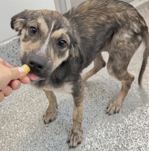 Photo of Chrissy, adoptable Plott Hound in Houston, Texas