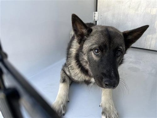 Photo of A663358, adoptable German Shepherd Dog in Houston, Texas