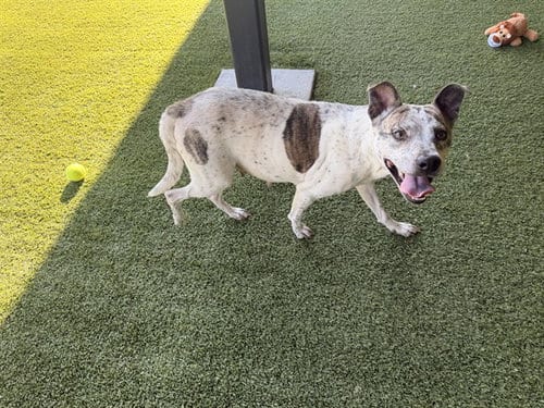 Photo of Sky, adoptable Pit Bull Terrier in Garland, Texas