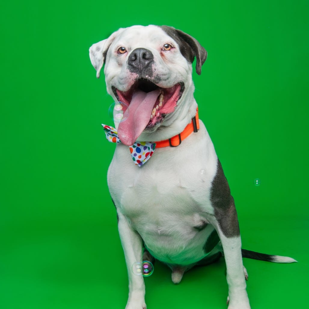 Photo of Apollo, adoptable Bulldog, American / Mixed Breed (Large) in Patchogue, New York