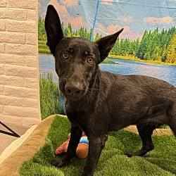 Photo of Maya, adoptable Shepherd (Unknown Type) in Porterville, California