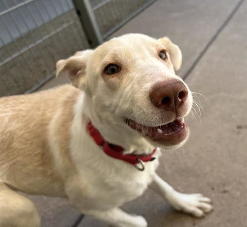 Photo of Pecan, adoptable Labrador Retriever in Martinez, California