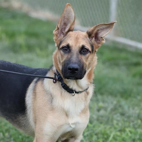 Photo of Cowboy, adoptable German Shepherd Dog in Modesto, California