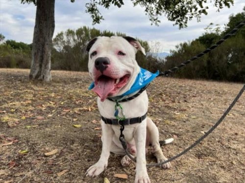 Photo of Olimpio, adoptable Pit Bull Terrier in Los Angeles, California
