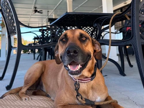 Photo of Duke, adoptable Great Dane in Germantown, Ohio