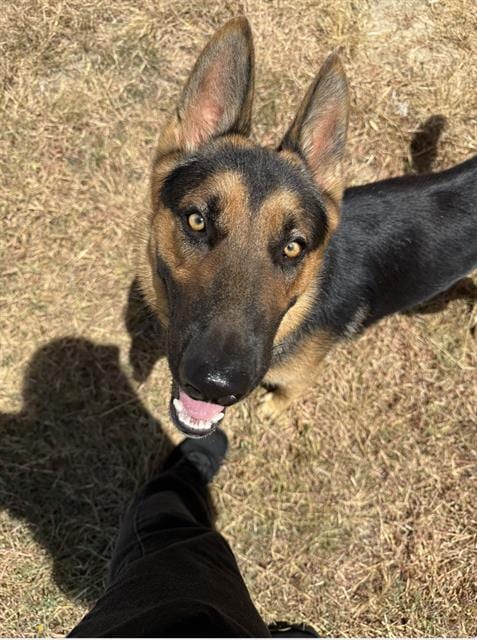 Photo of Airbud, adoptable German Shepherd Dog in San Antonio, Texas
