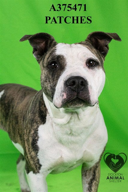 Photo of Patches, adoptable Pit Bull Terrier in Stockton, California