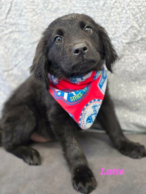 Photo of Latte, adoptable Labrador Retriever in Sedalia, Colorado