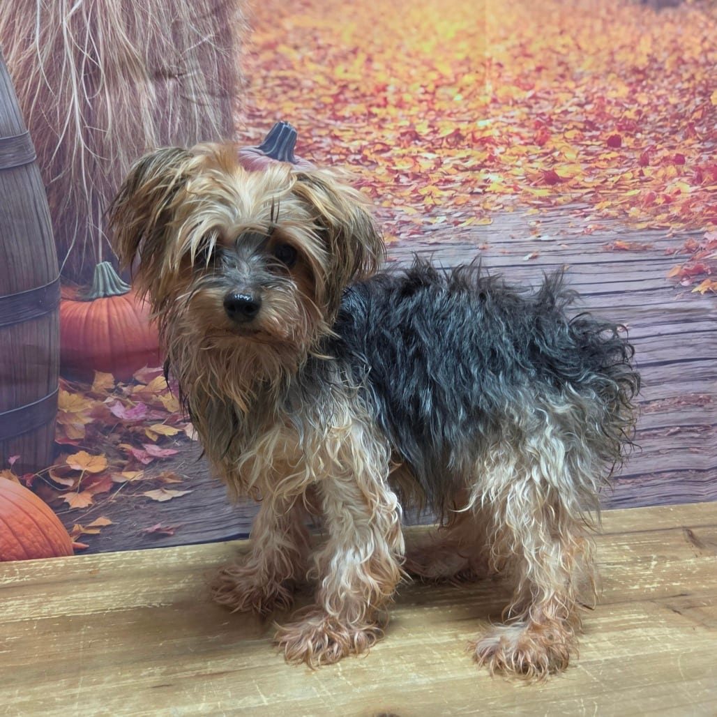 Photo of Rosco Phillips, adoptable Terrier, Yorkshire, Yorkie / Maltese in Normal, Illinois
