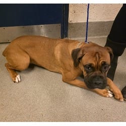 Photo of Luna, adoptable Boxer in Doral, Florida