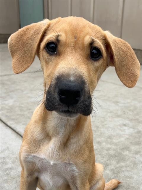 Photo of Sequence, adoptable Rhodesian Ridgeback in Santa Cruz, California