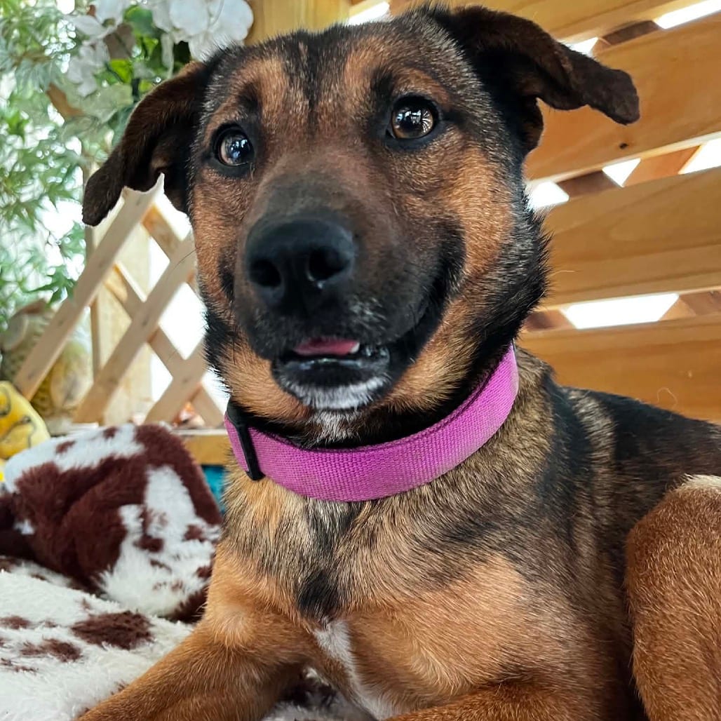 Photo of Benny, adoptable Shepherd / Mix in Boonville, Missouri