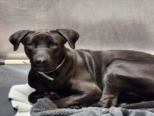 Photo of Moe, adoptable Labrador Retriever in Houston, Texas