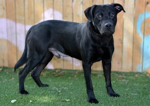 Photo of Stallion, adoptable Labrador Retriever in West Valley, Utah