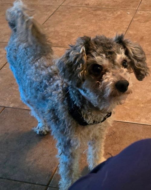 Photo of Tito, adoptable Poodle (Miniature) in San Antonio, Texas